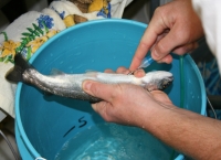 PIT-tagging steelhead at Snake River dam