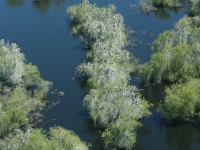 North Potholes cormorant colony
