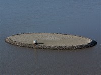 Crump Lake tern island