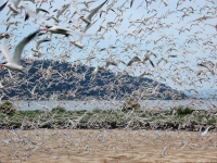 Tern flush at East Sand Island colony