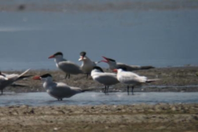 Caspian terns foraging from a standing postion in Goose Lake