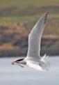 Foraging and Dispersal of Managed Caspian Terns on the Columbia Plateau