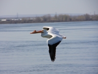 American white pelican