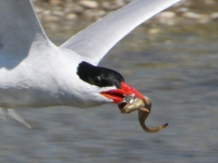 Caspian tern with a plainfin midshipman in its bill