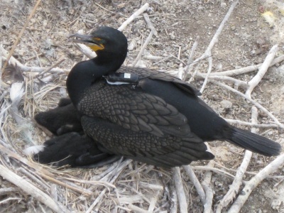 Satellite-tagged cormornat brooding its chicks